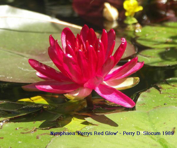 Nymphaea 'Perrys Red Glow'